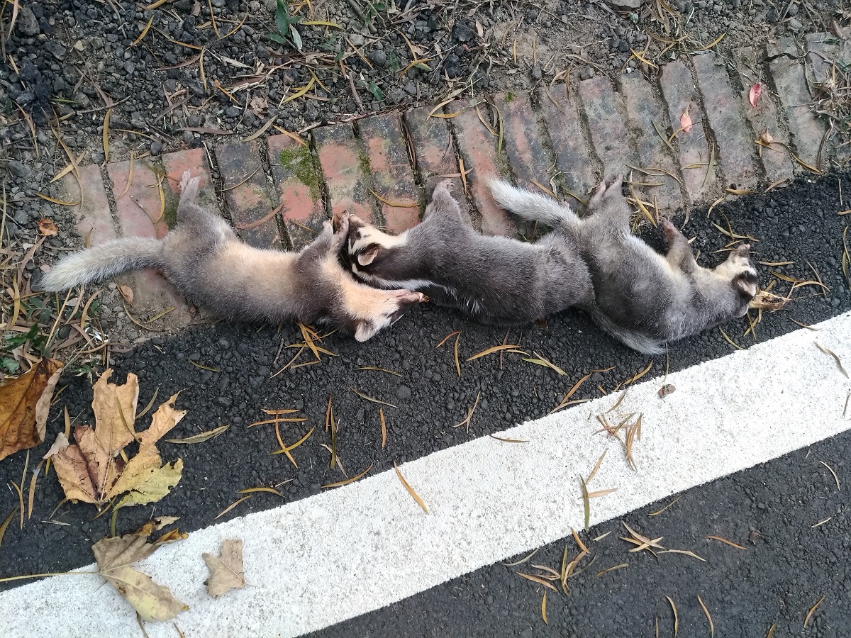 新竹縣峨眉鄉近日發生大量鼬獾死亡事件。圖為民眾將發現的鼬獾集中拍照,翻攝自路殺社