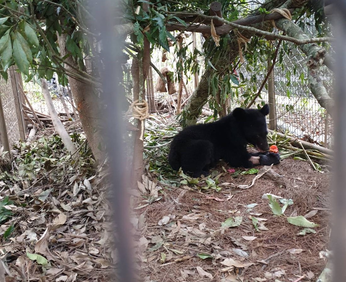 利稻部落用布農族傳統命名方式將利稻小熊命名為「Litu」。台東林管處/提供