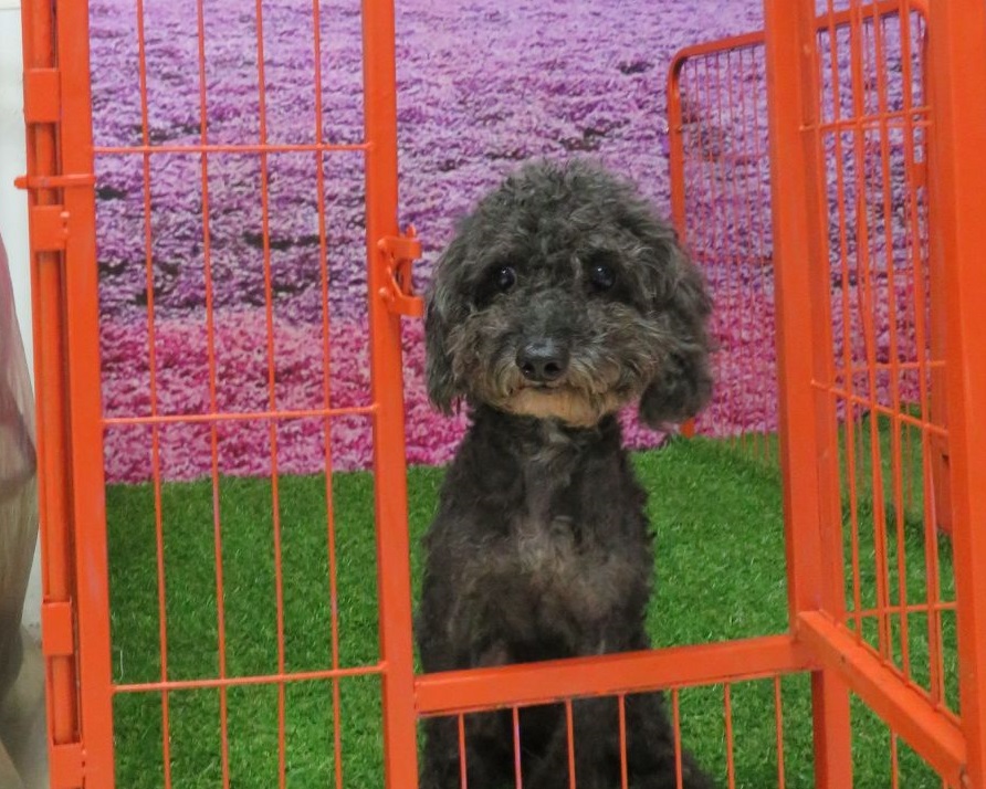 為了替這間認養小棧打開知名度，新北市動保處特別從淡水動物之家挑選了一隻黑色貴賓犬送往三芝。新北市動保處/提供