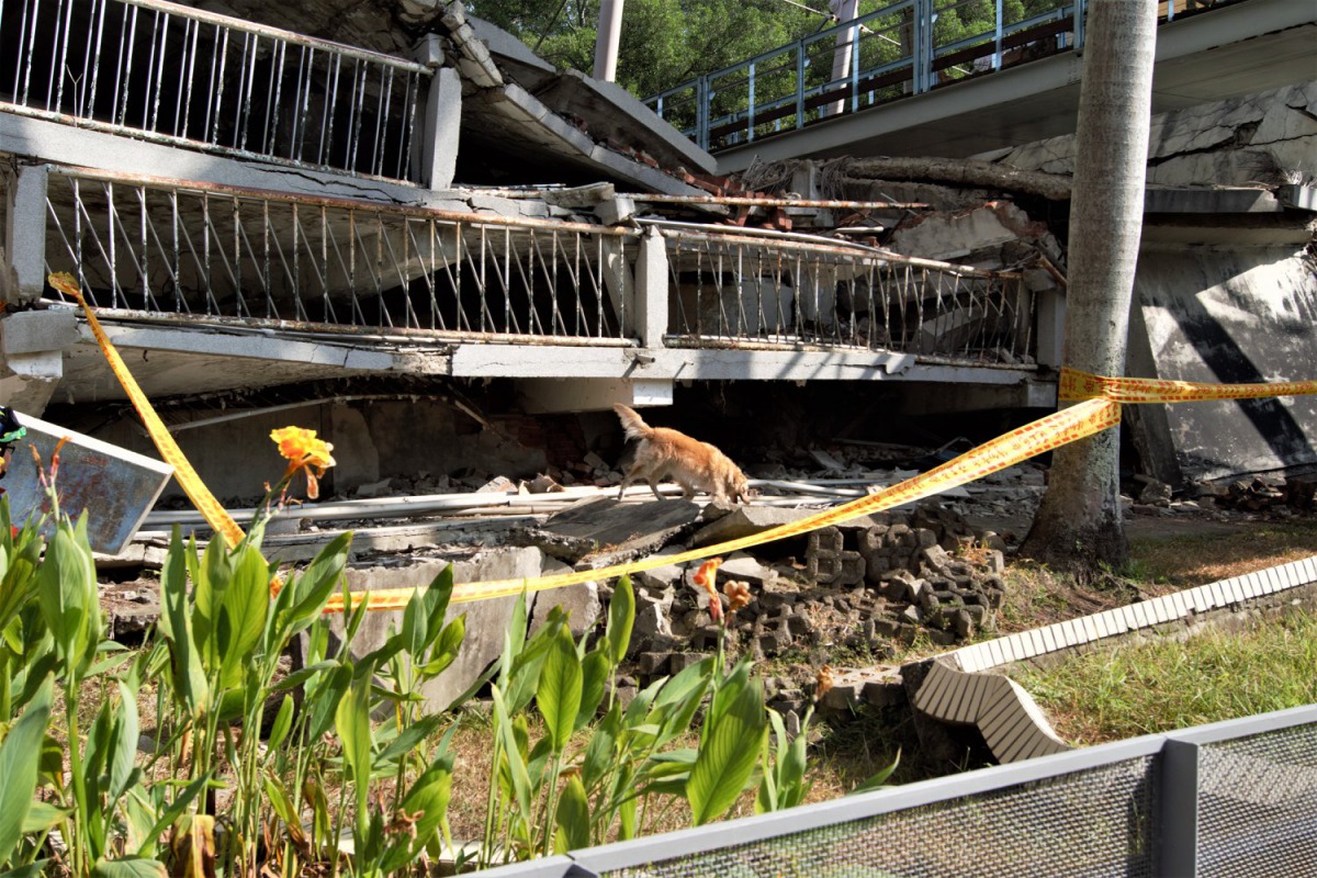 2019亞洲區MRT搜救犬救援能力認證昨(7)日落幕,6組台灣隊伍通過認證。翻攝自消防署粉絲專頁