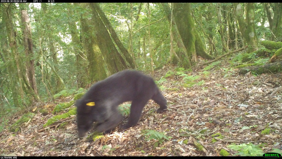 團隊架設的自動監測照相機捕捉到了南安小熊的身影,黃色耳標清楚標示了牠的身份。台灣黑熊保育協會/提供