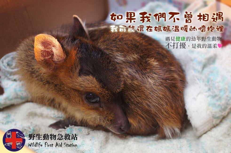 被帶回家當寵物的小山羌嚴重營養不良，急救後還是去當小天使了。野生動物急救站/提供