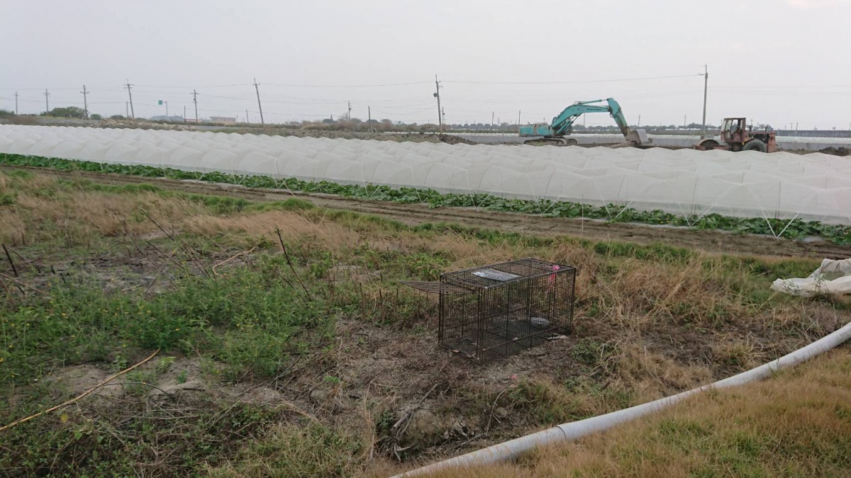 台南動保處表示將針對有主犬隻加強取締飼主疏縱犬隻,對於無主流犬則加強捕捉管制。台南動保處/提供