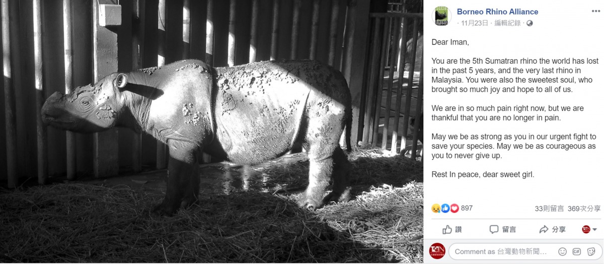 馬來西亞的最後一隻母蘇門答臘犀牛「伊曼」過世,婆羅洲犀牛聯盟在臉書上發布悼文。翻攝自臉書