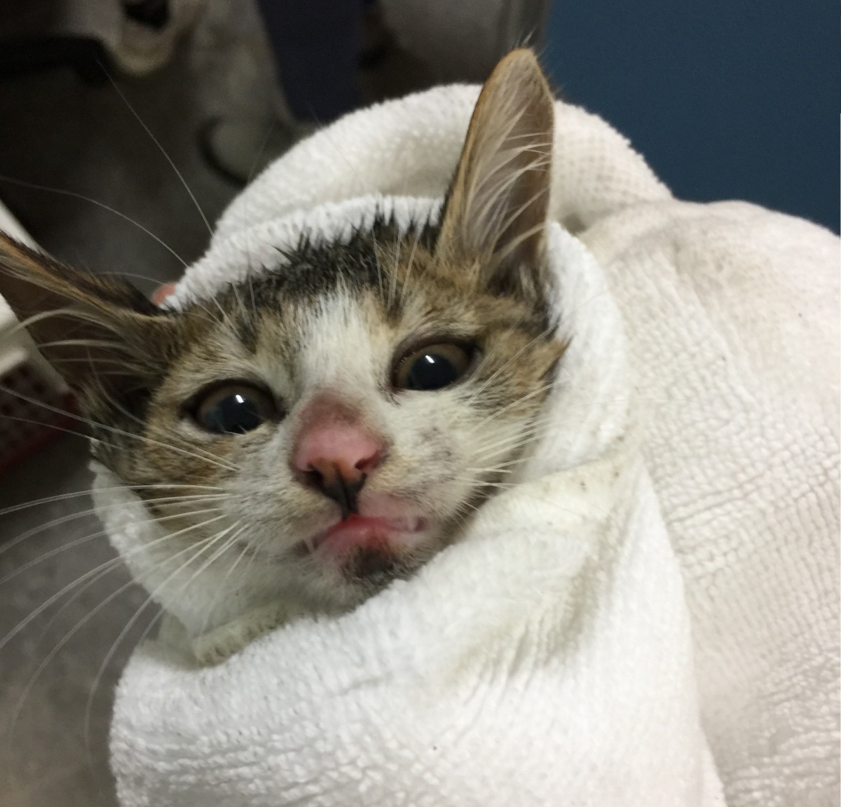 被救起的小貓十分乖巧可愛。新北市動保處/提供