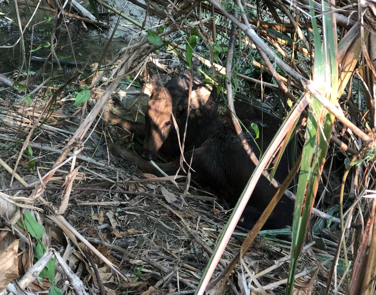 田寮區一座香蕉園中有水鹿受困於捕獸鋏。高雄農業局/提供