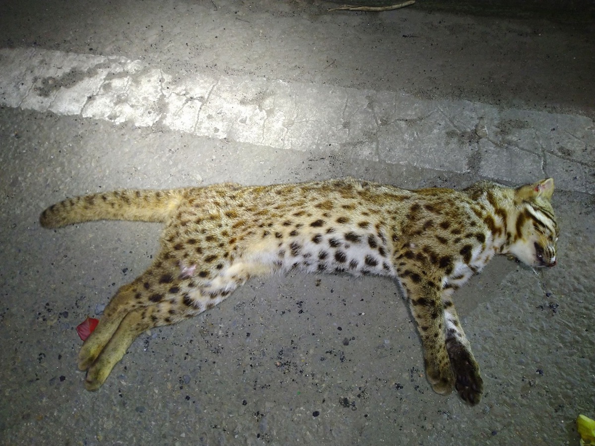 2019年的第一起石虎路殺事件發生在苗栗後龍。貓徑地圖王小明/提供