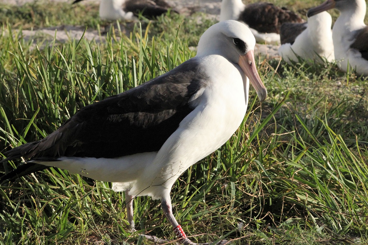 11月22日「智慧」再度現身於夏威夷中途島。Photo credit: William Kennerley / USFWS