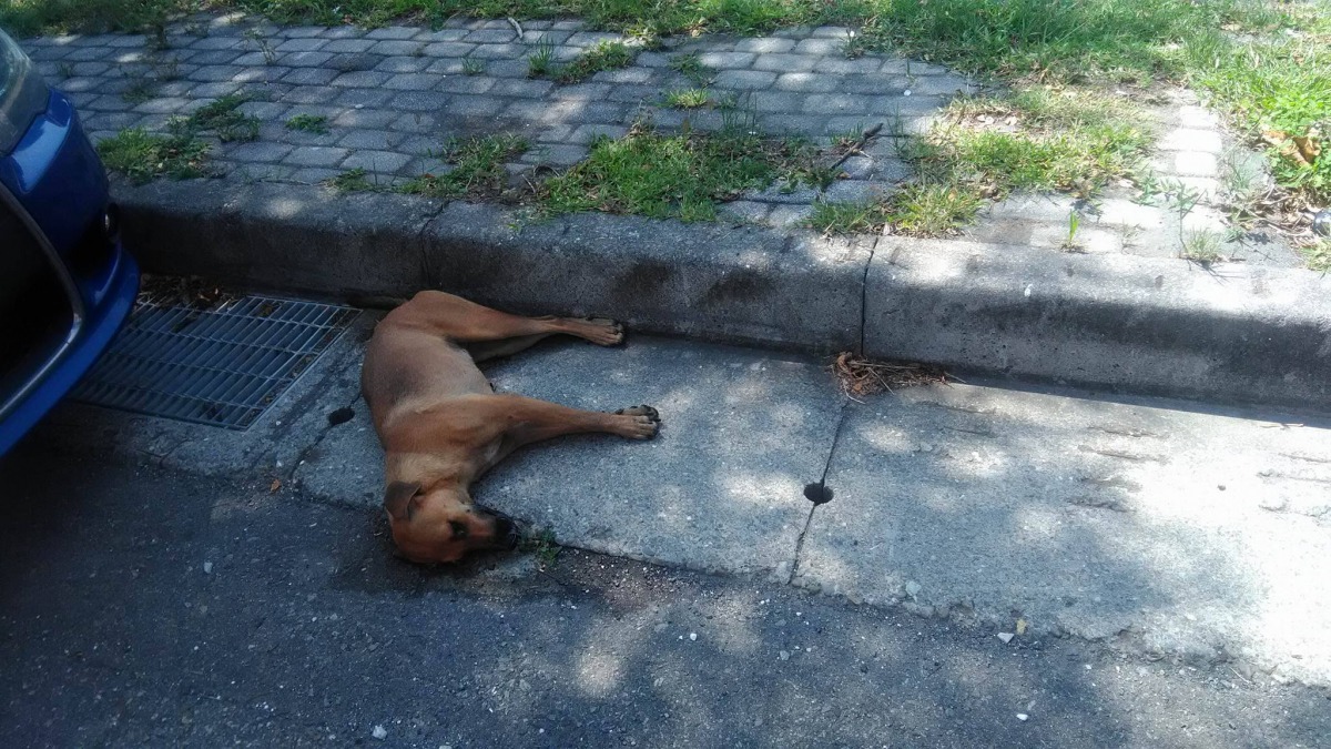 彰化縣伸港鄉疑似出現毒狗人士。黃小姐/提供