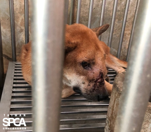 動團抗議彰化縣政府錯誤政策導致收容所大爆籠,影響動物福利。圖為入所超過一個月的狗,台灣防止虐待動物協會、台灣動物保護行政監督聯盟/提供
