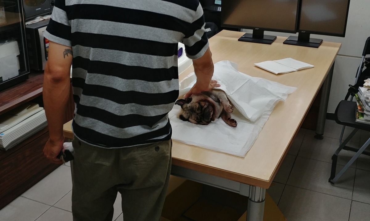 飼主到動保處見寵物最後一面。台北市動保處/提供