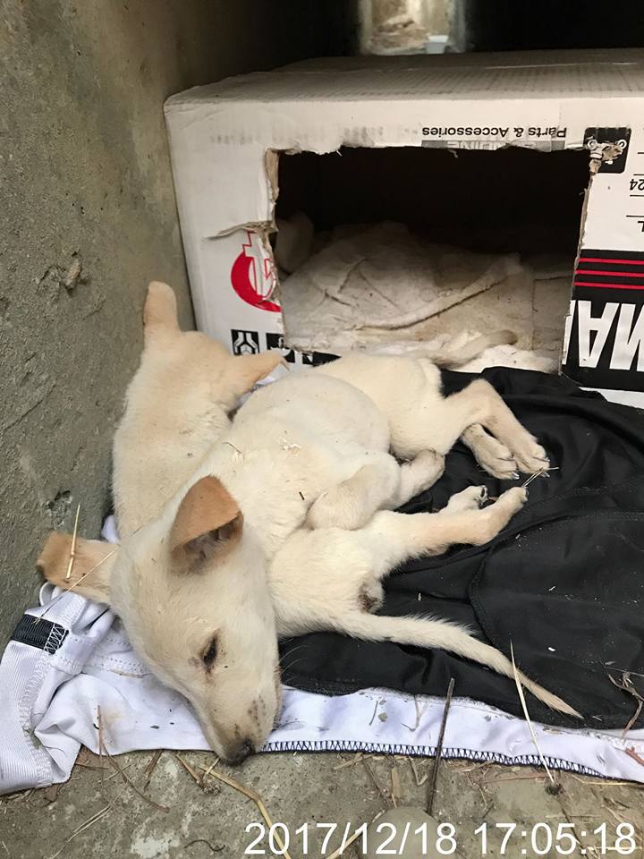 2隻幼犬疑遭棄養凍死寒風中 社團法人中華民國保護動物協會