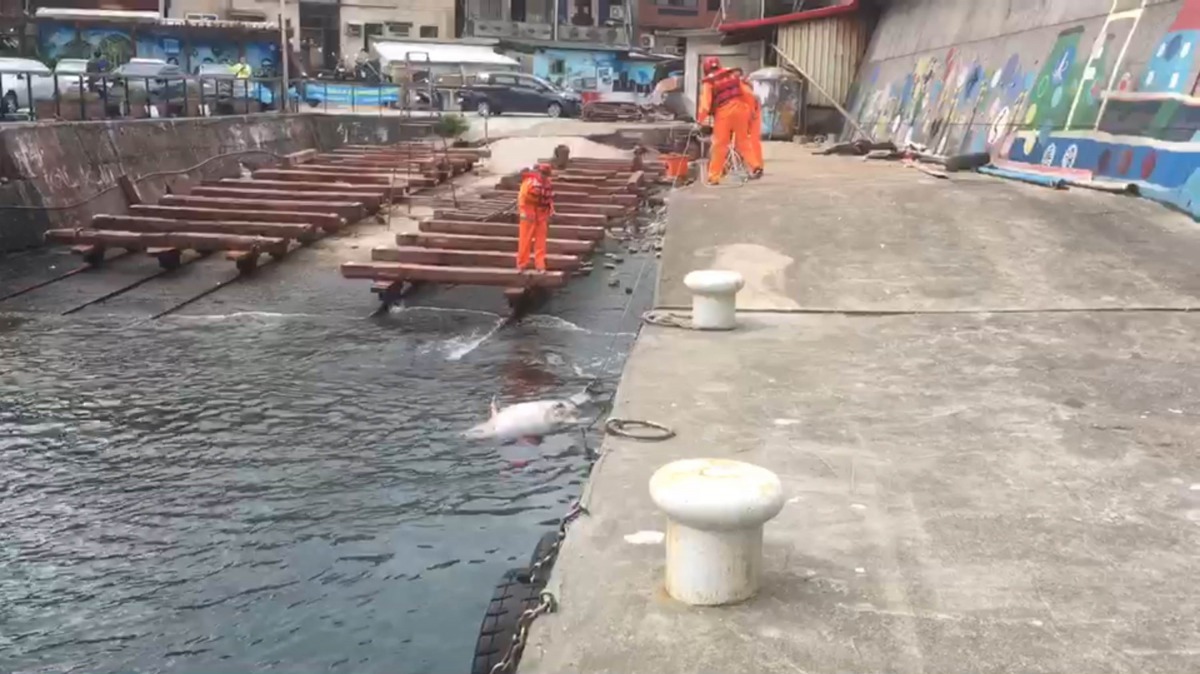 第二巡防區指揮部在28日一天內接到2起鯨豚死亡通報,死亡鯨豚皆為瓶鼻海豚。翻攝自海巡署影片