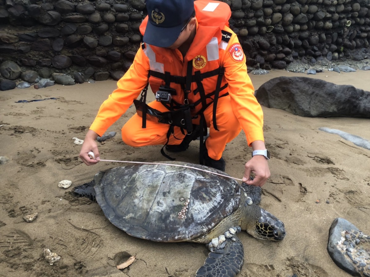 保育類綠蠵龜擱淺新北,已於當日搭乘高鐵將牠送往屏東國立海洋生物博物館接受治療。海巡署北部分署/提供