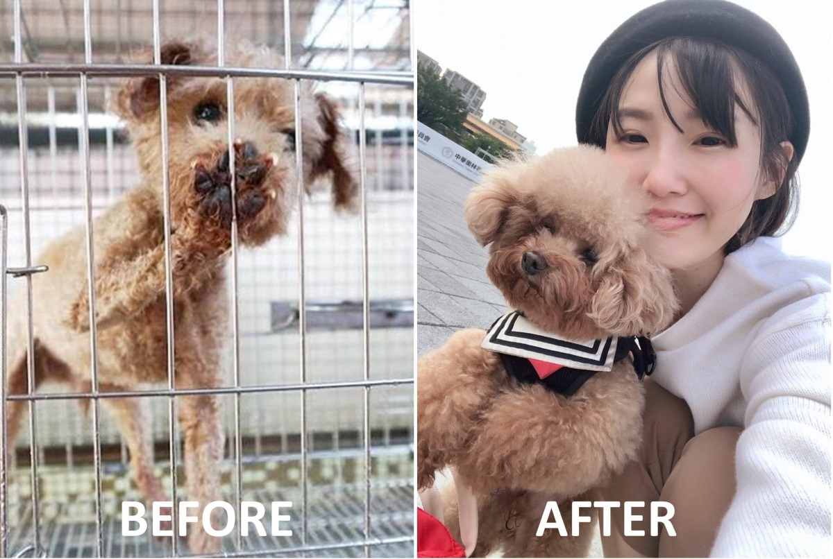 「嚕嚕」在認養後「華麗變身」。新北市動保處/提供