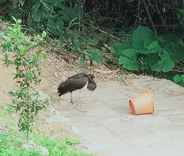 新北市金山區出現一隻受傷黑鸛，經檢查發現這隻黑鸛右腳開放性骨折，左腳發炎，且極度營養不良，經獸醫師評估予以人道處理。新北市動保處/提供