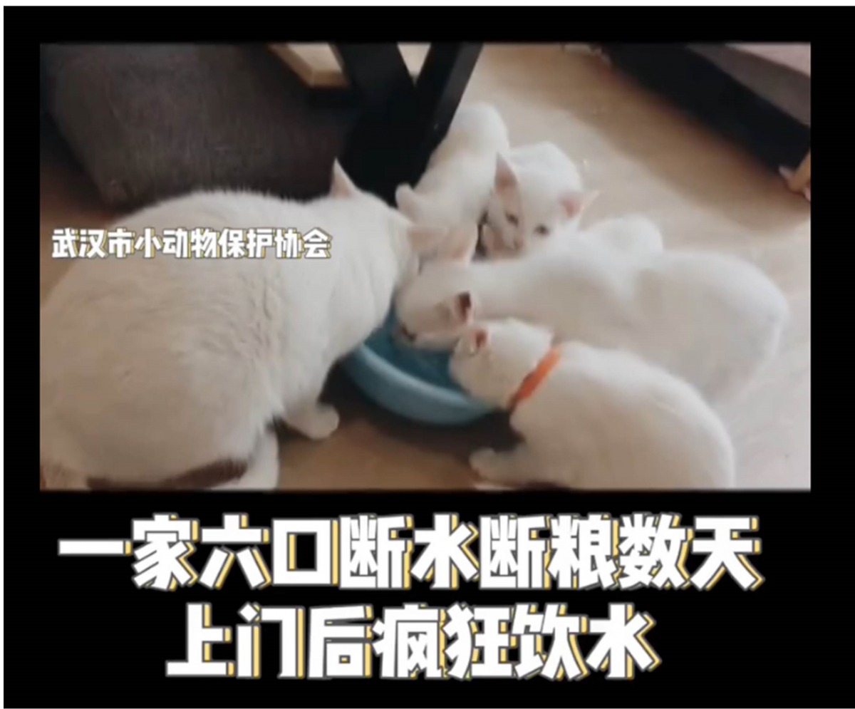 武漢封城導致許多飼主無法返鄉照顧寵物,武漢市小動物保護協會發起救助行動。截取自武漢市小動物保護協會微博影片