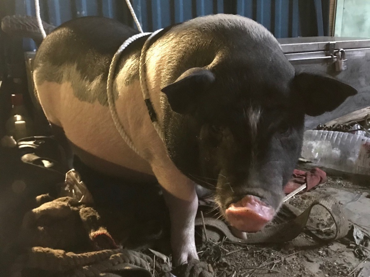 又有豬豬逃家,好在警方眼尖認出這隻麝香豬是附近居民所飼養,趕緊通知飼主將牠領回。翻攝自「三峽警好讚」粉絲專頁