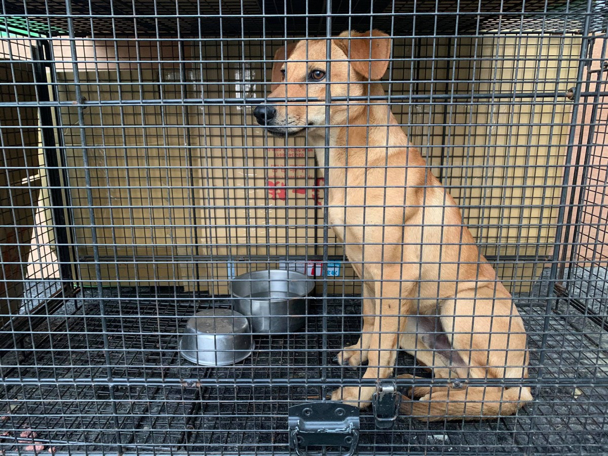 台南山上花園水道博物館決定收編園區內的浪犬。取自台南山上花園水道博物館粉絲專頁