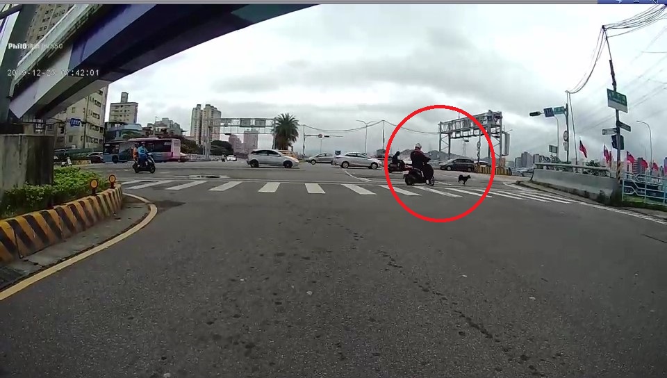 狗狗在待轉時跳下機車。新北市動保處/提供