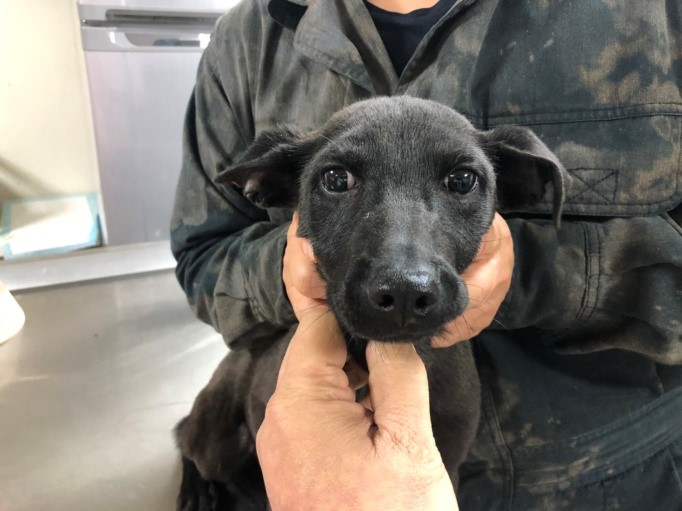 桃園新屋收容所日前傳出犬隻疑似遭到不當剪耳,圖為當事狗。桃園市獸醫師公會/提供