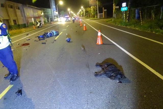 遊蕩犬貓在道路上活動可能影響交通安全。嘉義縣警察局/提供