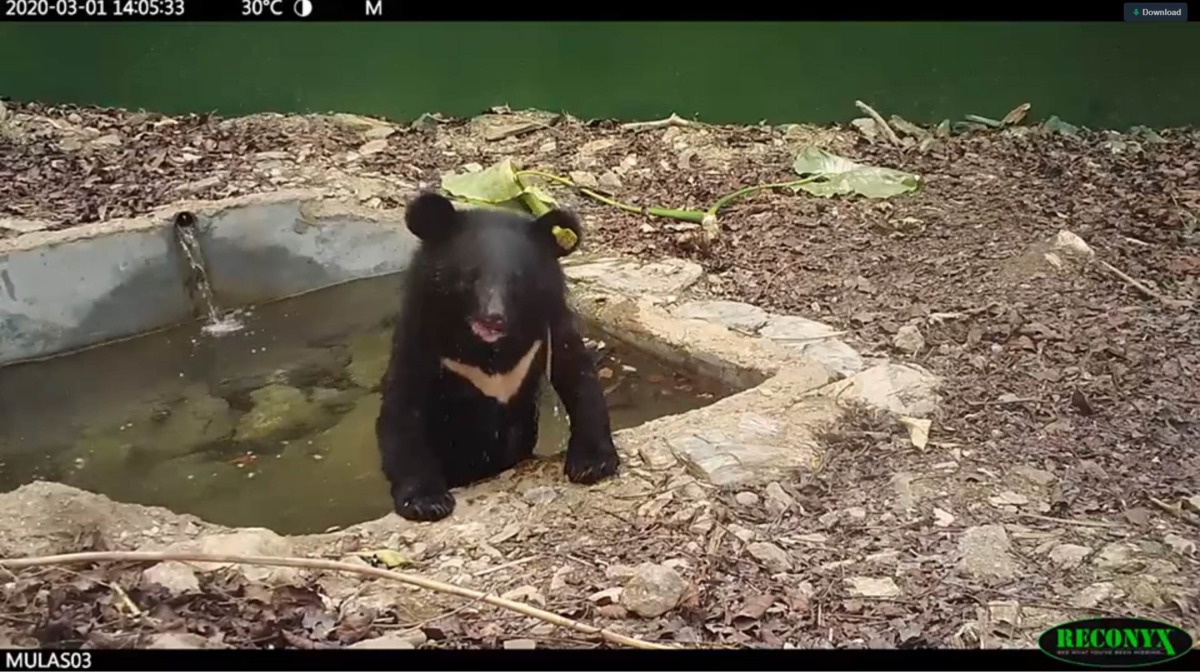 台東林管處將影片畫面公開,「Mulas」泡水、甩水的可愛模樣也讓網友們直呼:「好療癒!」翻攝自台東林管處影片