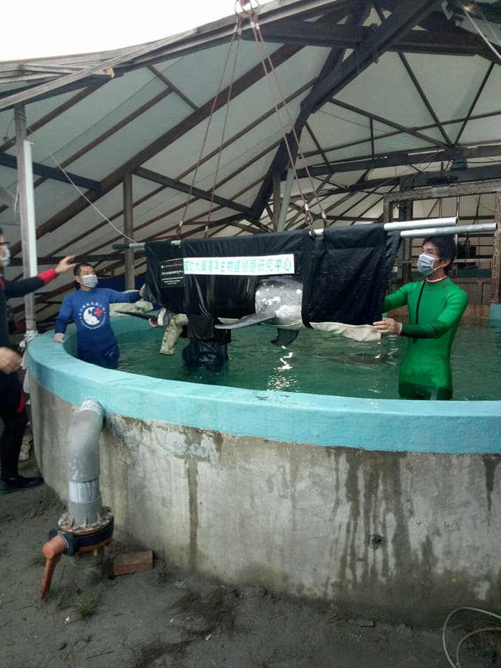 23日野放作業時，母豚因緊迫而死亡。成大海洋生物及鯨豚研究中心/提供