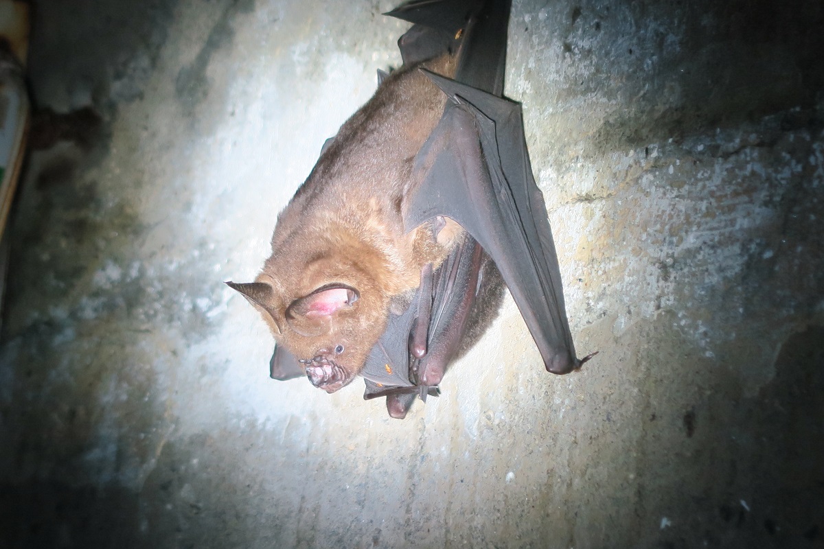 蝙蝠的生理特異性成為新型病毒的天然宿主。台灣師範大學/提供
