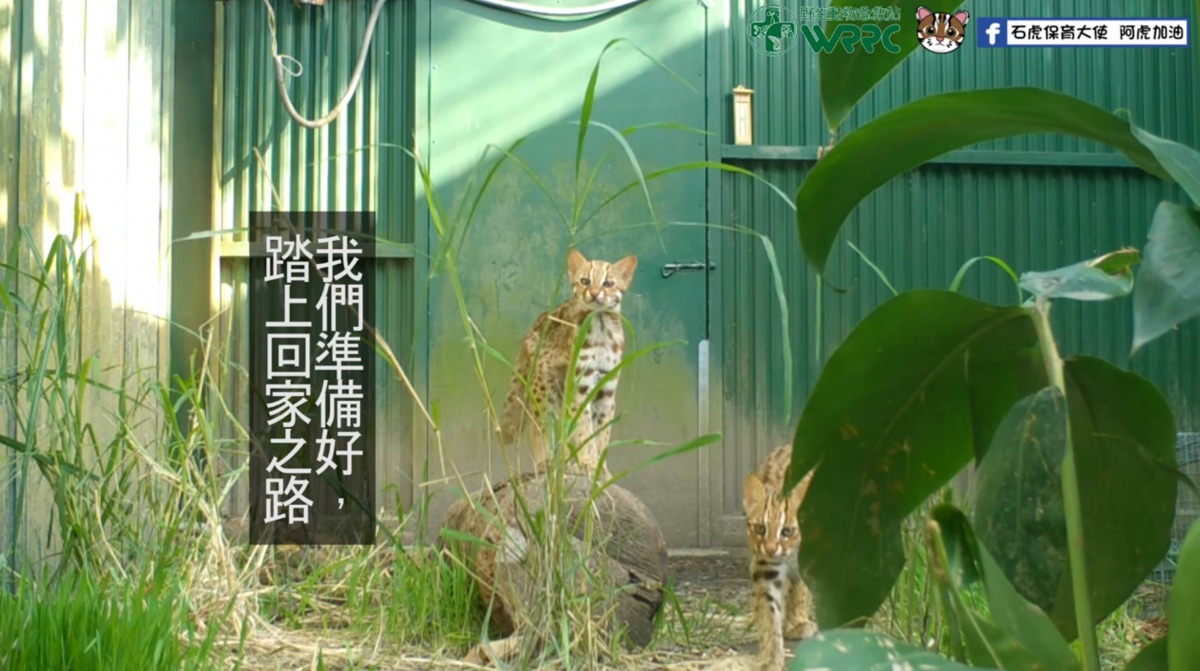 經過將近半年的照養以及野放訓練，其中2隻小石虎已經順利野放回家了。翻攝自特生中心野生動物急救站、石虎保育大使 阿虎加油 影片