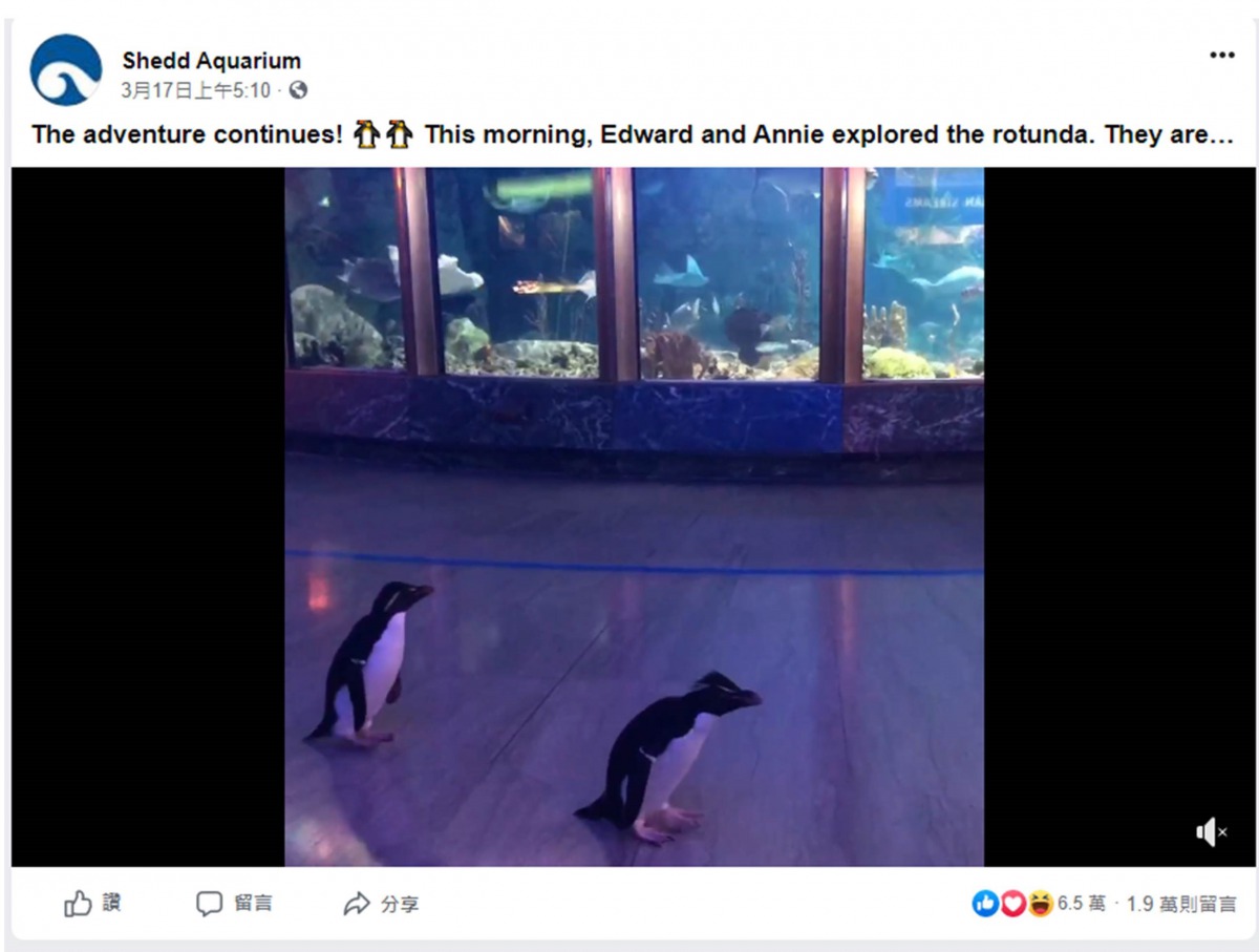 美國芝加哥謝德水族館（Shedd Aquarium）為了防疫而決定暫時閉館，保育員特別在閉館期間讓企鵝們出來散步。翻攝自臉書
