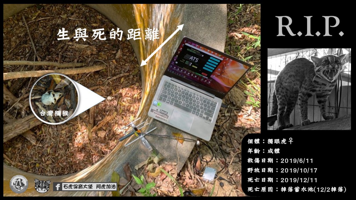 剛野放的石虎落入2.5公尺的蓄水池中死亡,同一蓄水池中還有6具台灣獼猴的枯骨。翻攝自「石虎保育大使 阿虎加油」粉絲專頁
