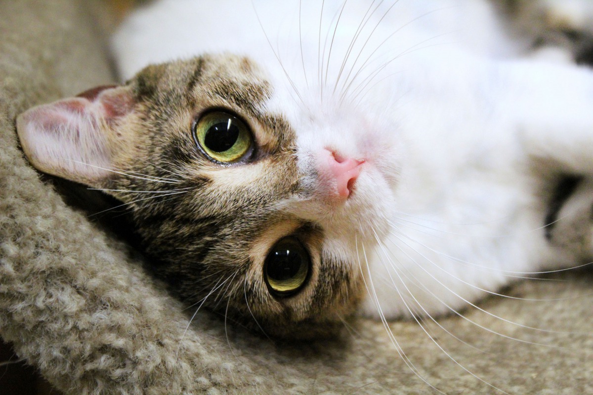疫情意外引發飼養寵物的風潮，美國各地都傳出收容所被認養一空的消息。示意圖，取自Pixabay