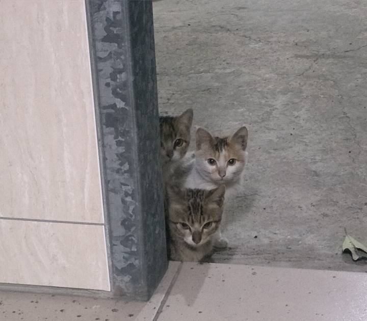 張先生誘捕到3隻小貓，於19日送養其中2隻給廖先生，2隻幼貓卻在當日下午離奇死亡。張先生/提供