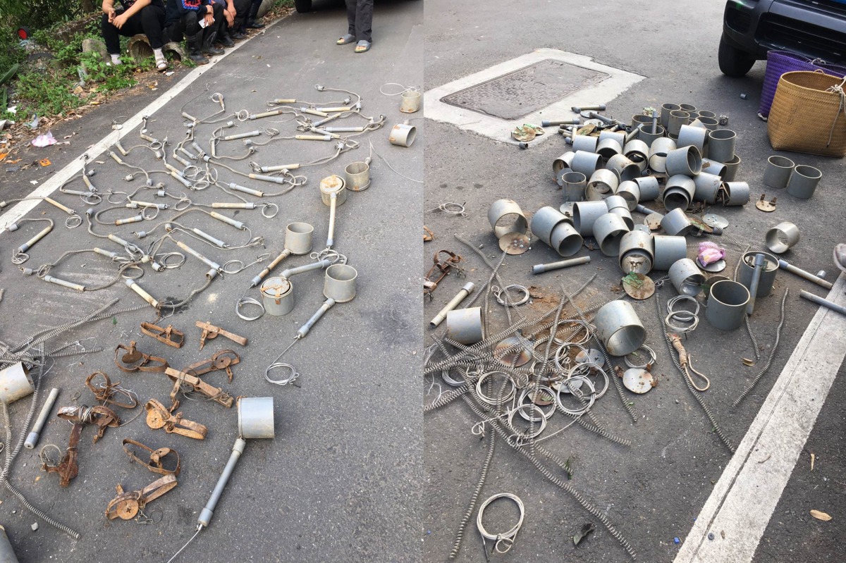 新北市動保處獲大量獵具，包括11組捕獸鋏、47組山豬吊與數組半成品獵具。新北市動保處/提供