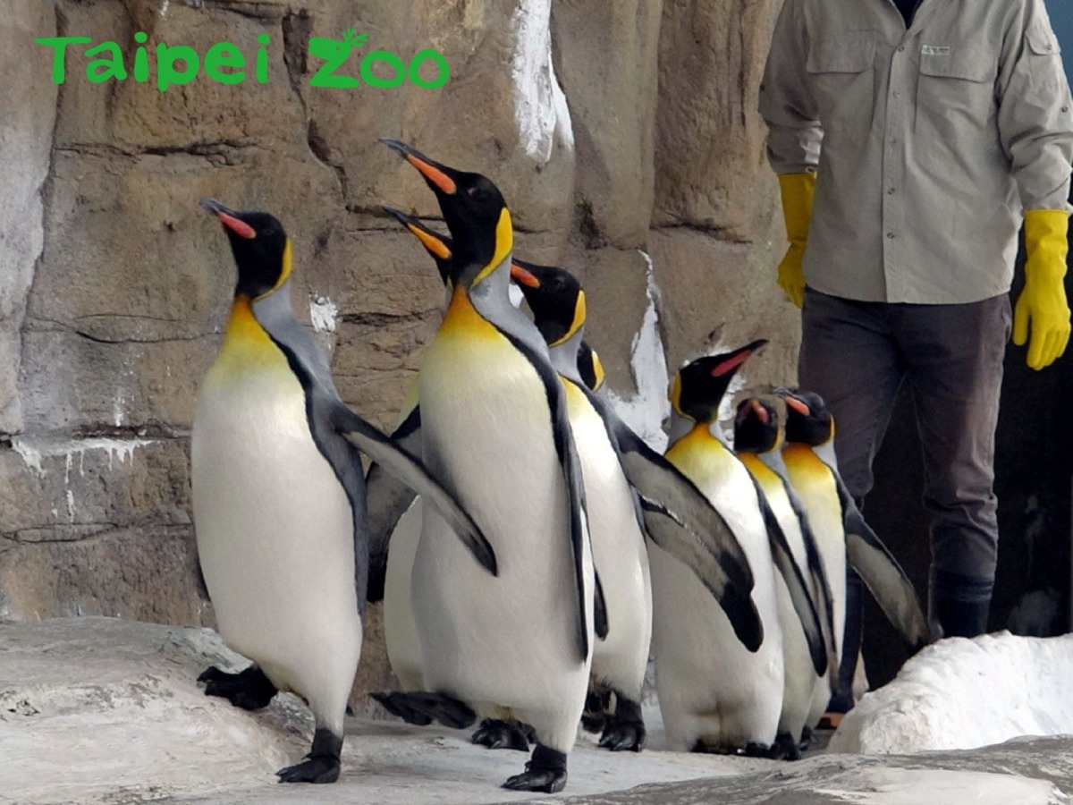 為了迎接即將到來的繁殖季，台北市立動物園的國王企鵝們每天都會進行30分鐘的「晨走特訓」。台北市立動物園/提供