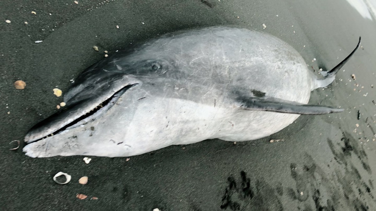 高雄茄萣一瓶鼻海豚擱淺死亡。成大海洋生物及鯨豚研究中心/提供