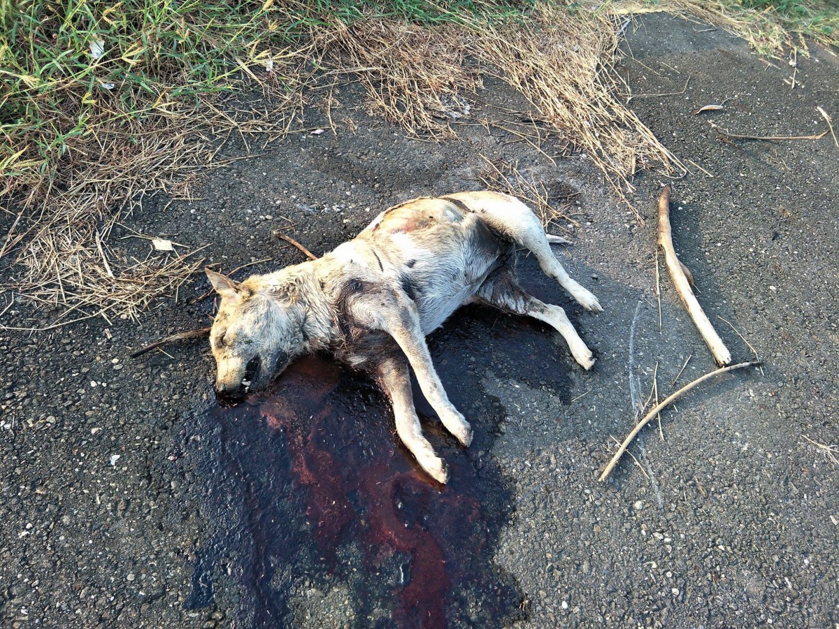 志工於9月22日發現的屍體，發現時已死亡約兩天。呂小姐/提供