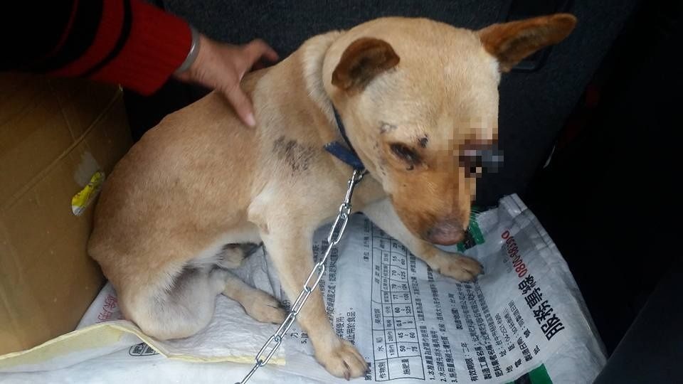 個性溫和的浪犬遭人綑綁嘴巴施以暴行。徐小姐/提供
