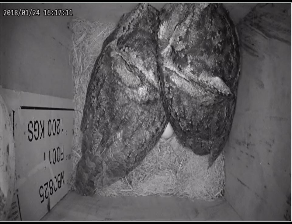 吉峰國小所設置的巢箱，近日已有領角鴞進駐生蛋，讓民眾滑手機app也能觀察生態。陳璽安/翻攝