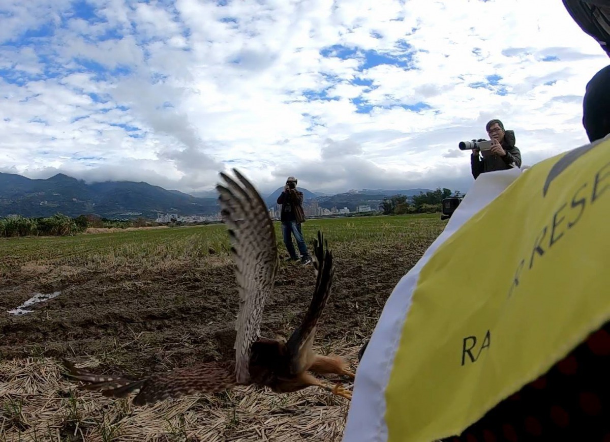 斷羽的紅隼在接受「接羽術」後，重拾飛行能力。台灣猛禽研究會/提供