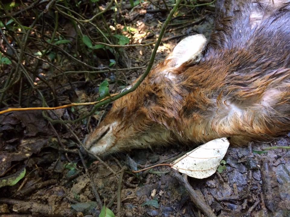 數隻山羌因不明原因死亡，已排除狂犬病。取自特生中心路殺社