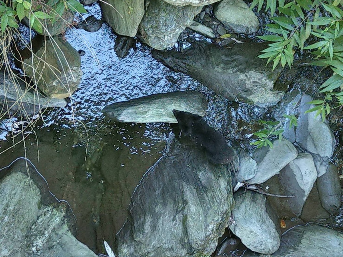 這隻小熊疑似與母熊走散,為避免小熊受傷、讓黑熊母子早日團聚,花蓮林管處宣布擴大管制範圍,並呼籲遊客暫勿前往,給牠們母子團聚的空間。花蓮林管處/提供