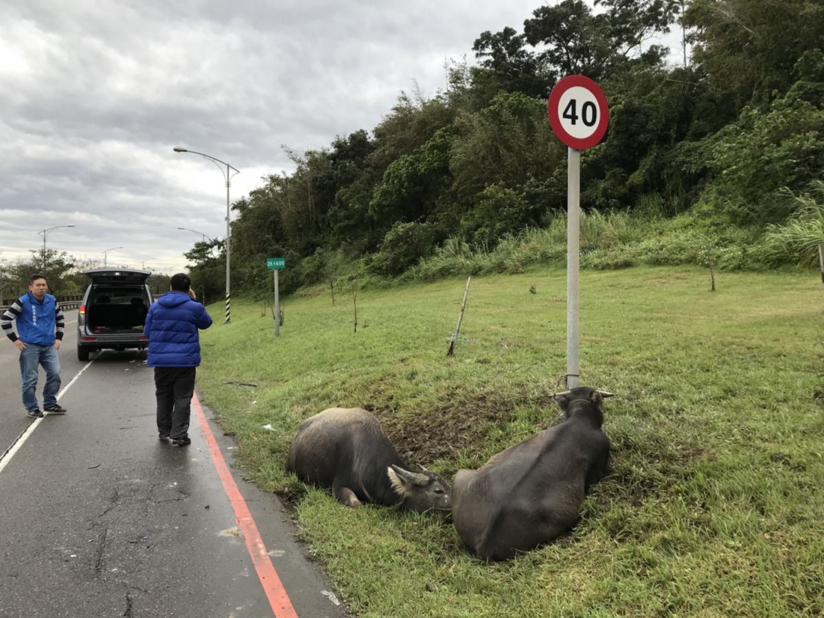 新北市鶯歌區日前發生水牛遭卡車撞傷，飼主應未善盡管領動物的責任，傷牛又傷財。新北市動保處/提供