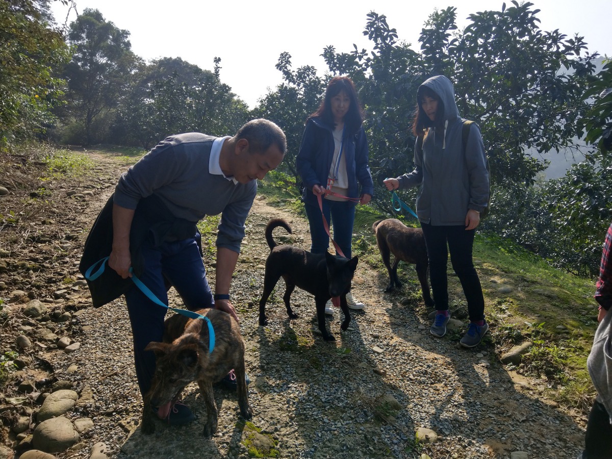 日本訓犬學校D.I.N.G.O. Japan代表團日前來台參訪交流,帶八里保育場犬隻散步。陳璽安/攝