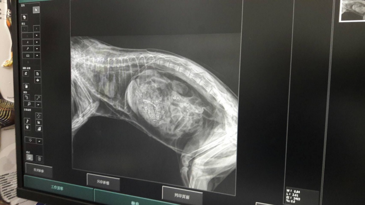 短短一日，苗栗與南投各有石虎命損。圖為8日苗栗路殺屍體的X光照片。苗栗縣農業處自然生態保育科/提供
