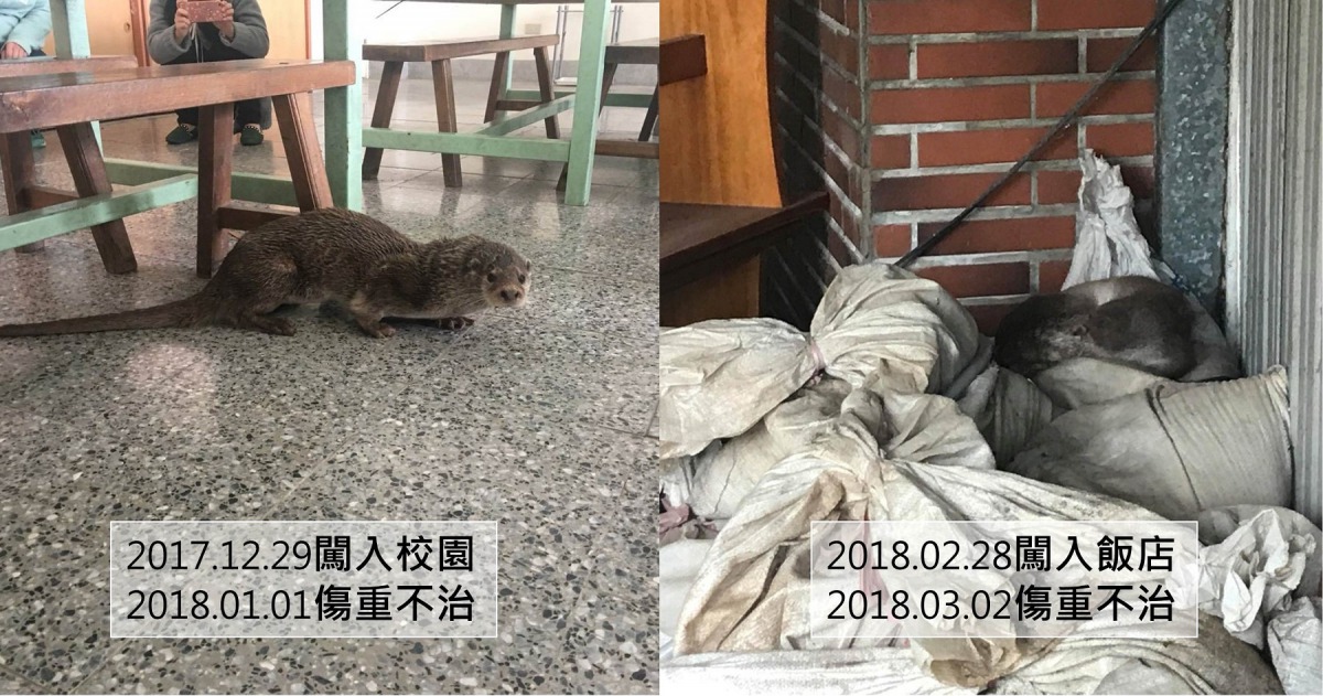 今年已發生2起水獺白日闖入人類建築事件，皆遭狗咬重傷，也都傷重不治。（左圖）金門縣野生動物救援暨保育協會/提供（右圖）董森堡、金門縣建設處/提供