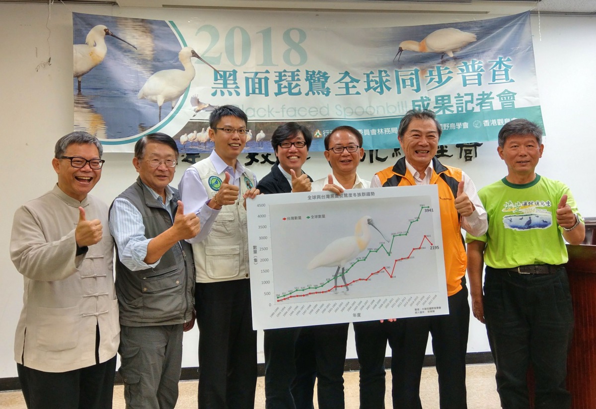 今年黑面琵鷺全球總數與前次調查結果同為3941隻，台灣雖然仍是全球黑琵最大渡冬地，數量卻比去年減少約400隻。郭東輝/攝，林務局/提供