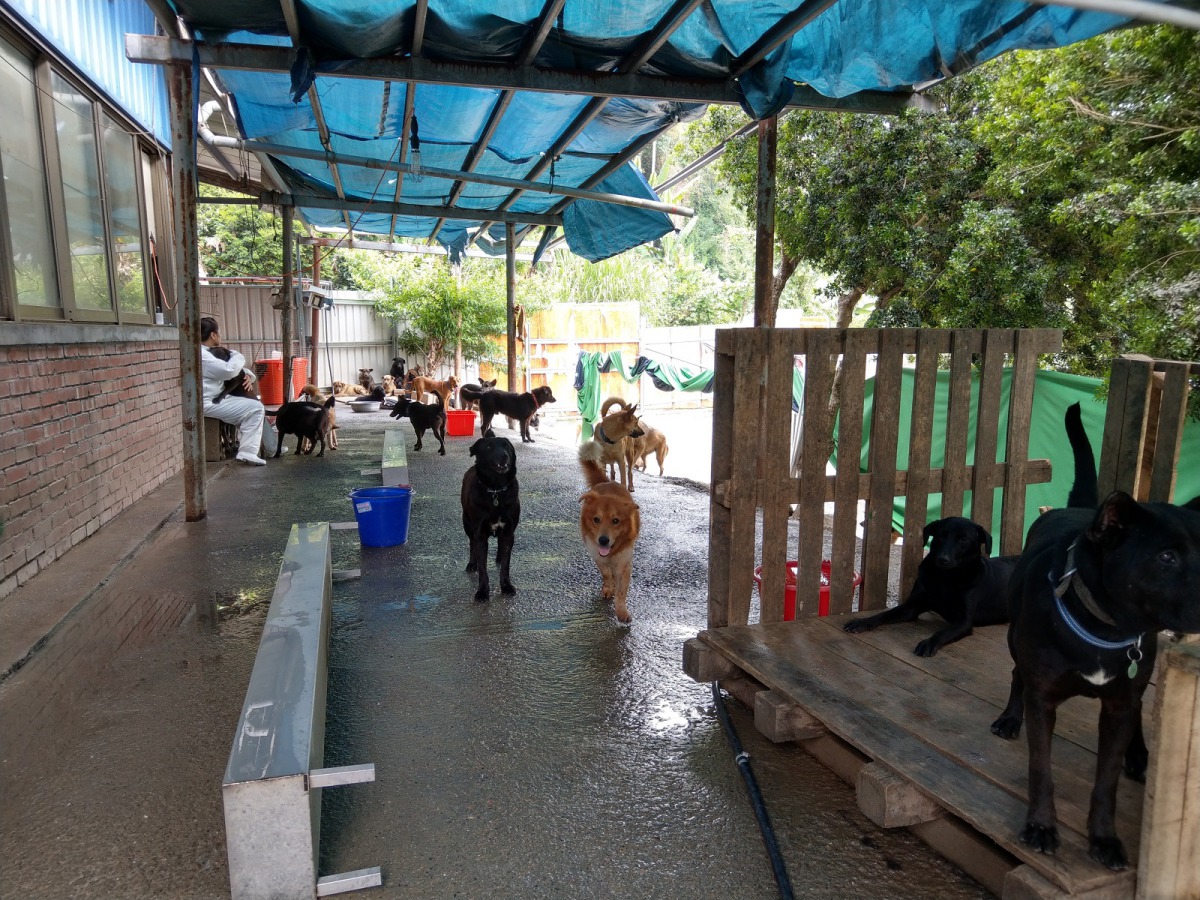 日前爆出不當飼養的祝融狗場，目前已由南投防治所接管。陳璽安/攝