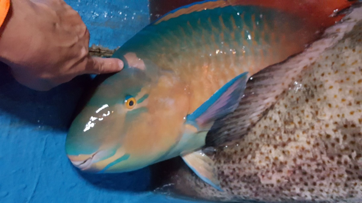 恆春海巡隊取締違規潛水捕魚。恆春海巡隊/提供